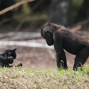 Gorilla and black mangabey