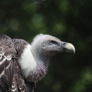 Vulture