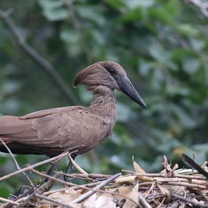 Hamerkop