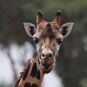 Giraffe