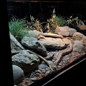 Armadillo lizard terrarium