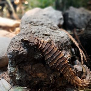 Armadillo lizard (Ouroborus cataphractus)