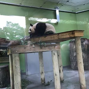 Female  giant panda indoors