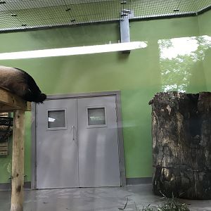 Male giant panda indoors