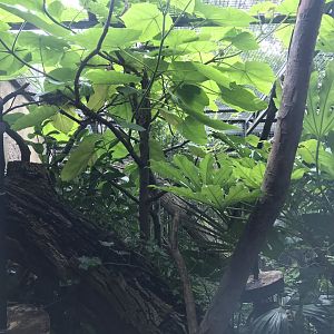 Night monkey enclosure