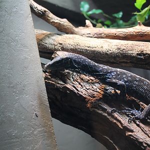 Blue tree monitor (Varanus macraei)