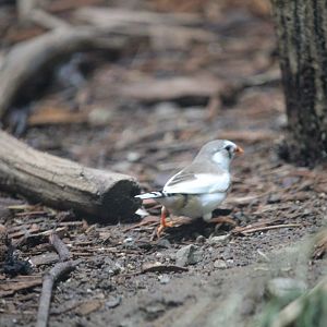 Timor zebra finch? (Taeniopygia guttata guttata)?