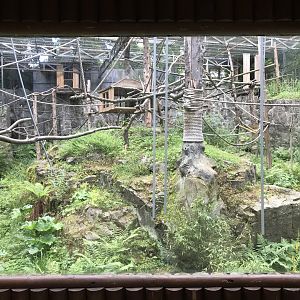 L’hoests monkey enclosure