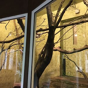 Night monkey indoors