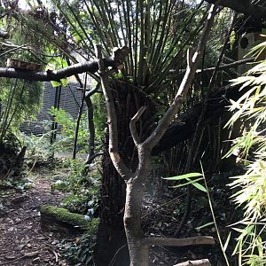 Pygmy marmoset enclosure