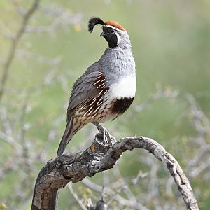 gambels quail (male)