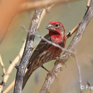 house finch (male)