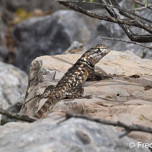 desert spiny lizard