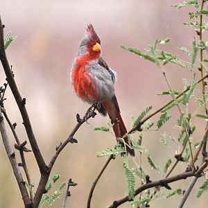 pyrrhuloxia (male)