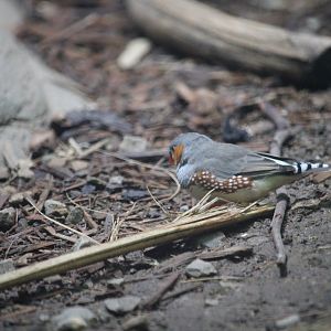 Timor zebra finch (Taeniopygia guttata guttata)