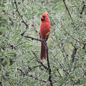 northern cardinal (male)