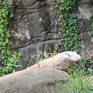 Komodo dragon (Varanus komodoensis)