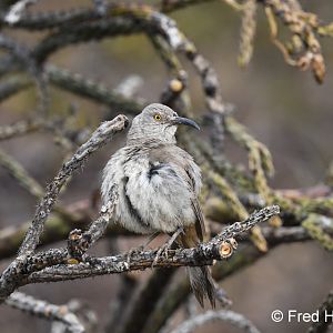curve billed thrasher