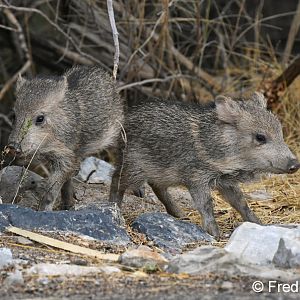 baby javelinas