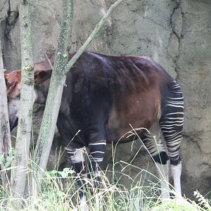 Okapi (Okapia johnstoni)