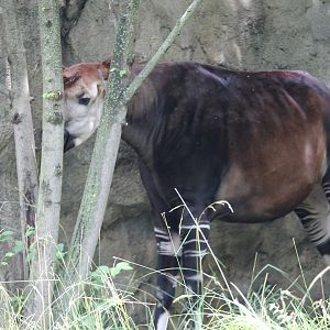 Okapi
