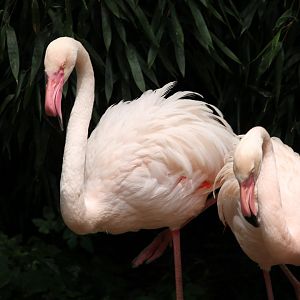 Greater flamingo (Phoenicopterus roseus)