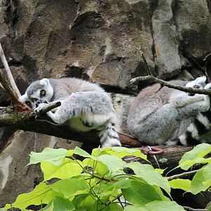 Ring-tailed lemur (Lemur catta)