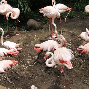 Greater flamingos on mud nests