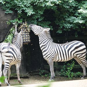 Plains zebra (Equus quagga)