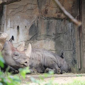 Black rhino and calf