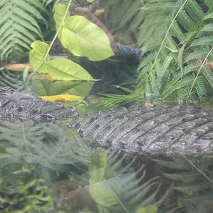 American alligator (Alligator mississippiensis)