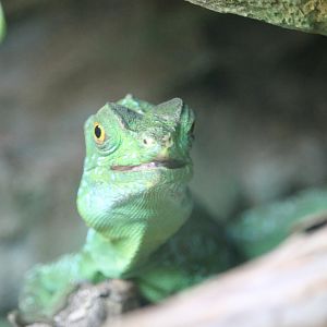 Green basilisk (Basiliscus plumifrons)