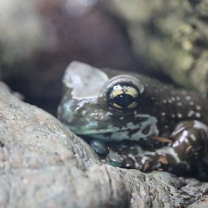 Amazon milk frog (Trachycephalus resinifictrix)