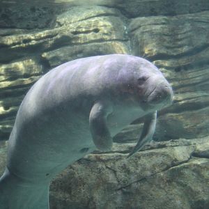 Florida manatee (Trichechus manatus latirostris)