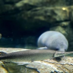 Alligator gar in Manatee tank