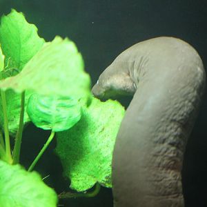 Two-toed amphiuma (Amphiuma means)