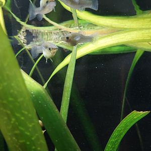 Eastern mosquitofish (Gambusia holbrooki)
