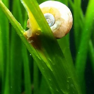 Snail ID