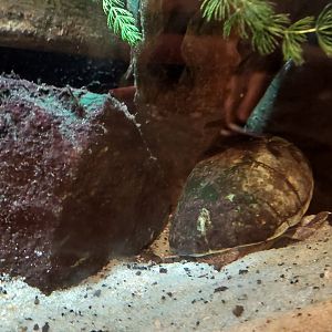 Loggerhead musk turtle (Sternotherus minor)