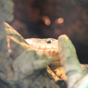 Grey rat snake eyeing you