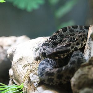 Dusky pygmy rattlesnake (Sistrurus miliarius barbouri)
