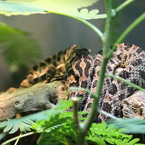 Dusky pygmy rattlesnake (Sistrurus miliarius barbouri)