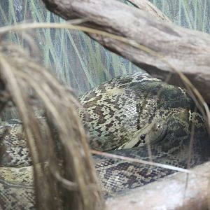 Burmese python (Python molurus)