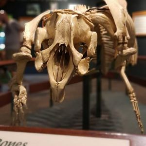 Manatee Skeleton