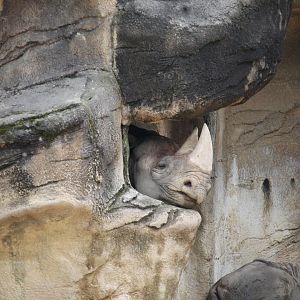 Black rhinoceros (Diceros bicornis)