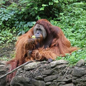 Sumatran orangutan (Pongo abelii)