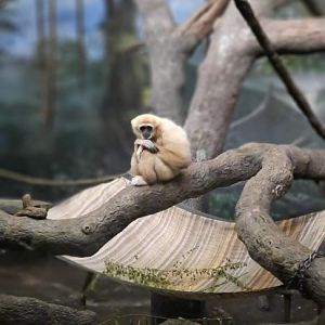 Lar/White-handed gibbon (Hylobates lar)