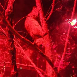 West African Potto (Perodicticus potto)