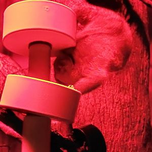 Pygmy slow loris (Nycticebus pygmaeus)