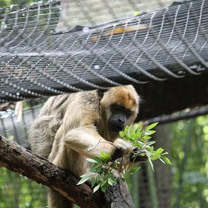 Black howler monkey (Alouatta caraya)